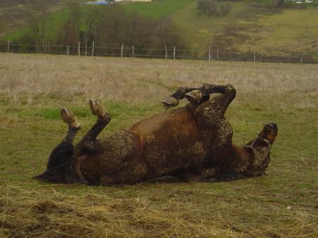 le bonheur d'un cheval