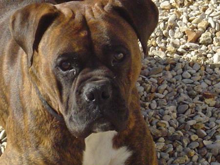 théo le boxer