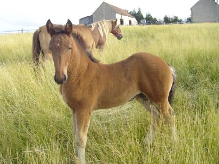 quirina