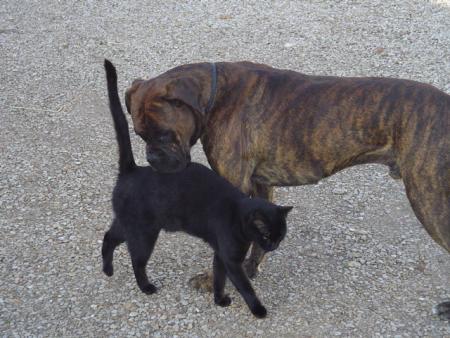 mes petits bébés