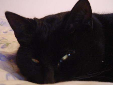 minou